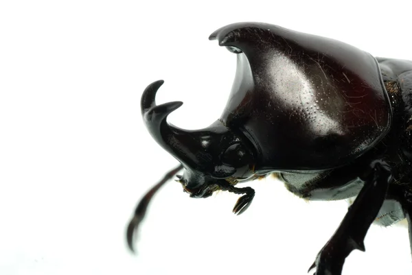 圣甲虫 — 图库照片