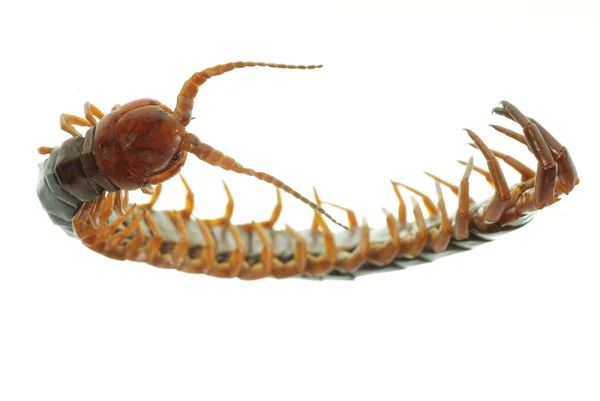Centopeia animal venenosa — Fotografia de Stock
