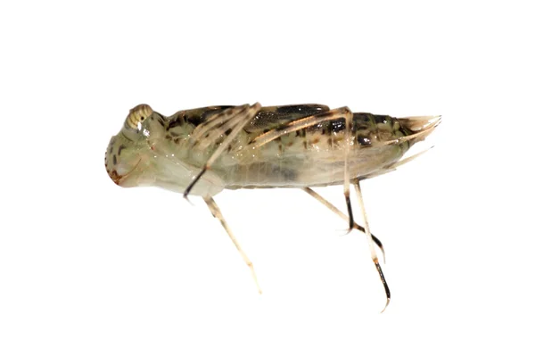 Larva di libellula — Foto Stock