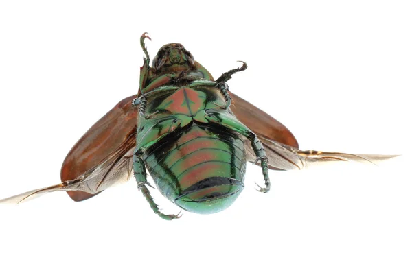 Besouro verde insecto voador isolado em branco — Fotografia de Stock