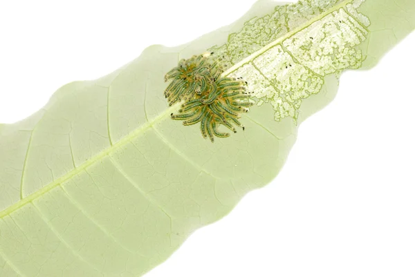 Groep van vlinder caterpillar bug op blad — Stockfoto