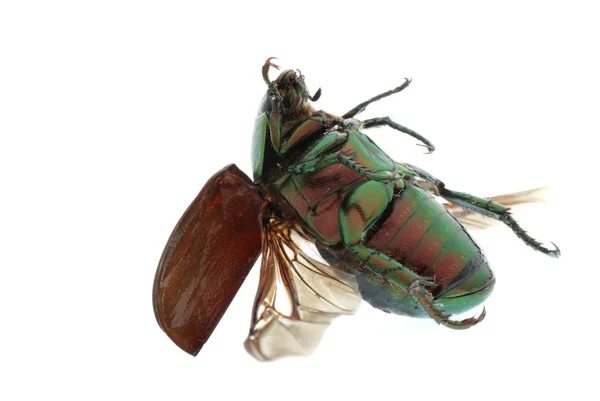 白で隔離される緑のカブトムシ昆虫飛行 — ストック写真