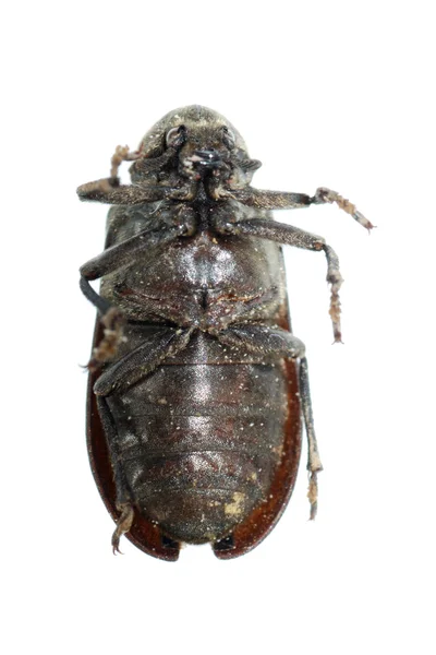 圣甲虫甲虫昆虫 — 图库照片