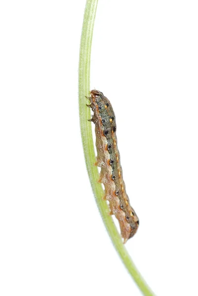 Lagarta de borboleta de inseto de estimação — Fotografia de Stock