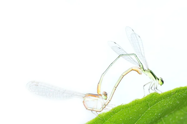 Juffers dragonfly paring geïsoleerde — Stockfoto