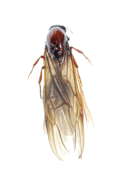 여왕 개미 곤충 매크로 절연 — 스톡 사진