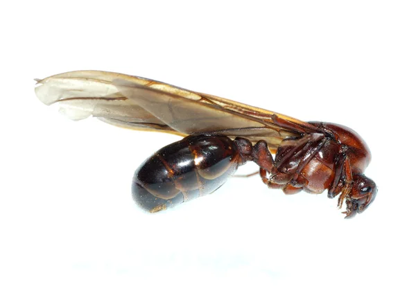 Drottning myra insekt makro isolerade — Stockfoto