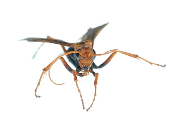 Macro insetto vespa isolato su bianco — Foto Stock