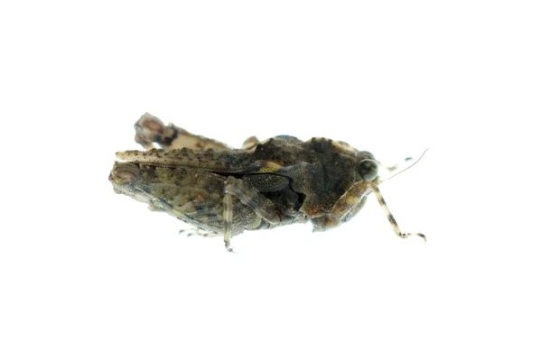 Tiny grasshopper — Stock Photo, Image