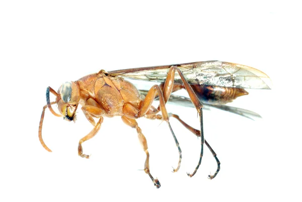 Macro insetto vespa isolato su bianco — Foto Stock
