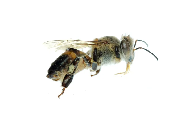 Izole arı böcek makro — Stok fotoğraf
