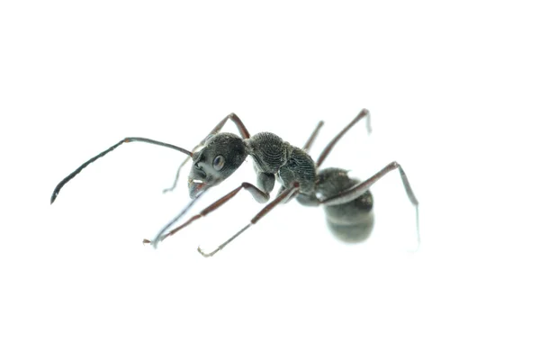Mrówka owad makro na białym tle — Zdjęcie stockowe