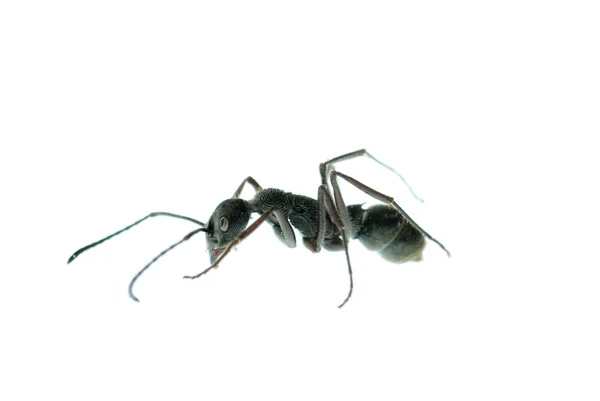 Macro di formica insetto isolato — Foto Stock