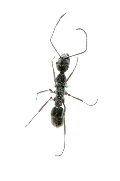 Makro hmyzu mravenec izolované — Stock fotografie