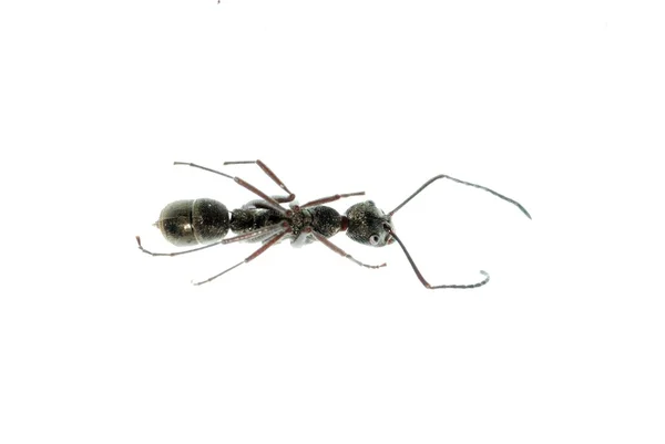 Mrówka owad makro na białym tle — Zdjęcie stockowe