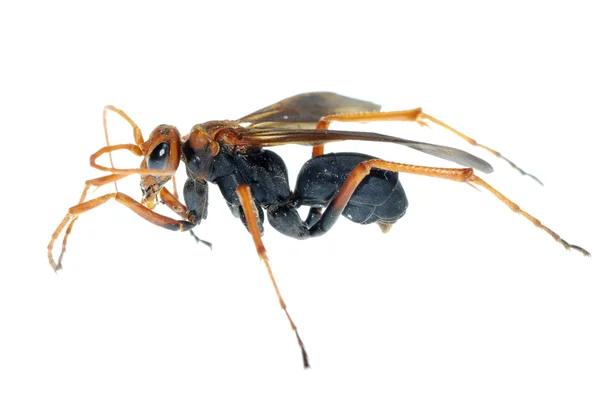 Beyaz izole wasp böcek makro — Stok fotoğraf