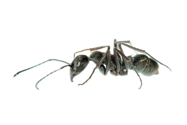 Insecto hormiga macro aislado — Foto de Stock