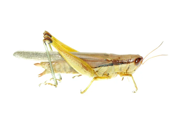 Hubení hmyzu orientální stěhovavých locust — Stock fotografie