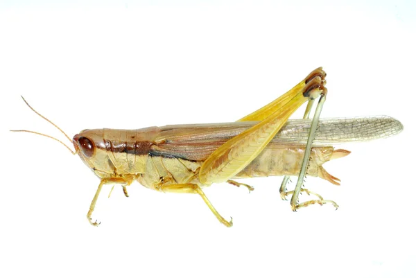 Hubení hmyzu orientální stěhovavých locust — Stock fotografie
