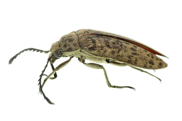 Escarabajo marrón — Foto de Stock