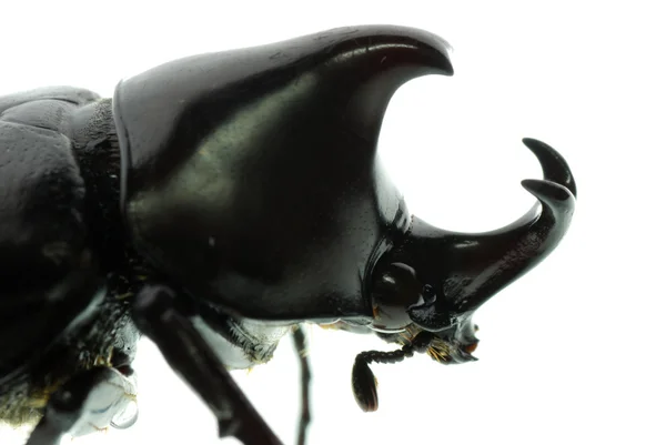 Macro-scarabée rhinocéros — Photo