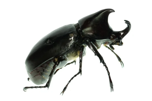 Gergedan Herkül böceği — Stok fotoğraf