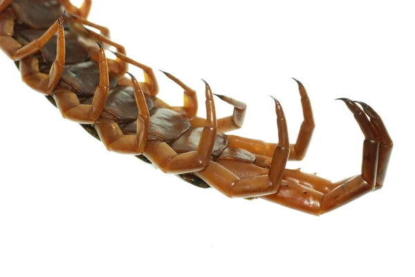 Poison animal centipede — Stock Photo, Image