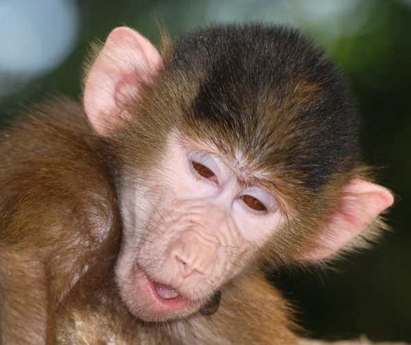 Тварина мавпи — стокове фото