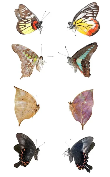 Pillangó set gyűjtemény — Stock Fotó