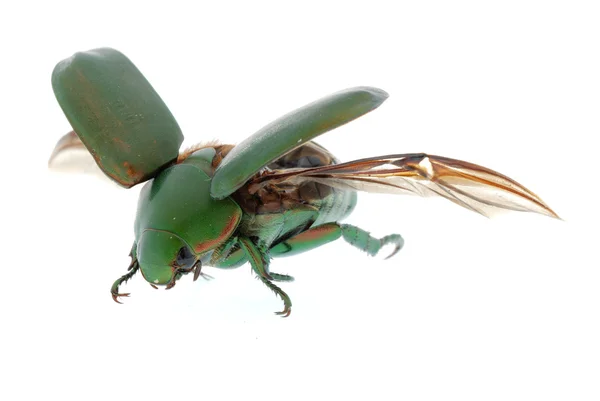 白で隔離される緑のカブトムシ昆虫飛行 — ストック写真