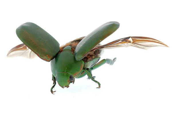 Flygande insekt grön skalbagge isolerad på vit — Stockfoto