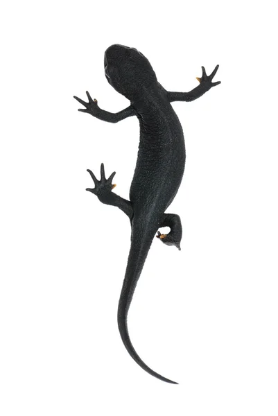 Salamandra plamista zwierząt na białym tle — Zdjęcie stockowe