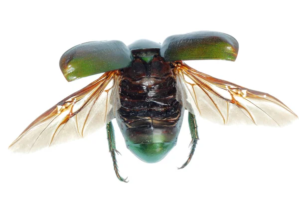 Летающие насекомое зеленый жук изолирован на белом — стоковое фото