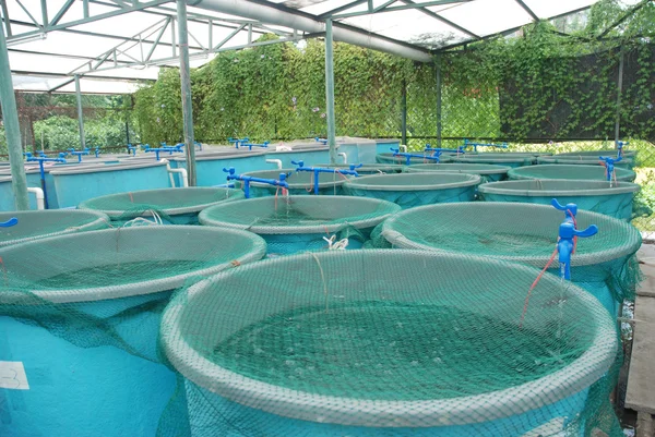 Agricultura acuicultura —  Fotos de Stock