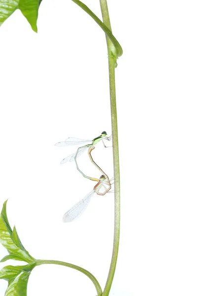 Damselfly dragonfly mating isolated — Stock Photo, Image