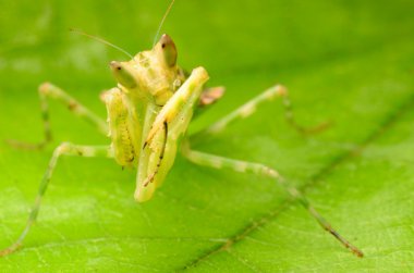 Praying mantis clipart