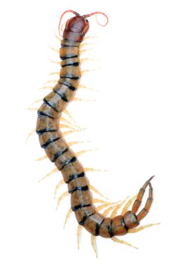 Poison animal centipede clipart