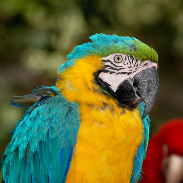 Blue macaw bird — Stock Photo, Image
