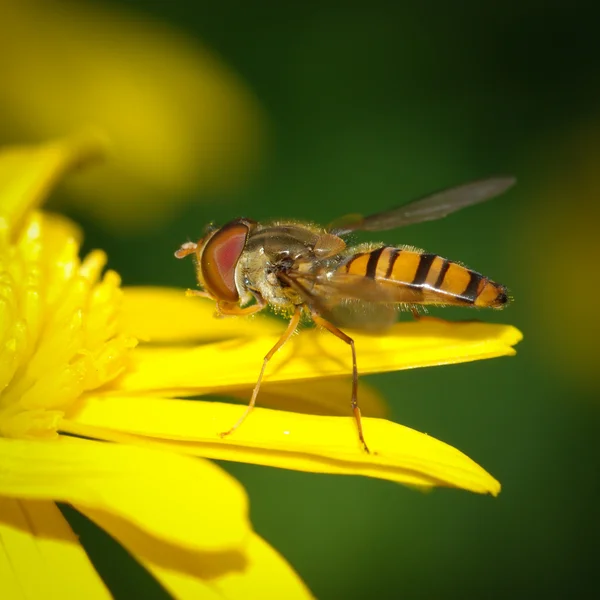 昆虫の蜂フライ — ストック写真