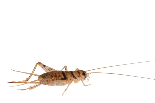 Insect cricket — Stock Photo, Image