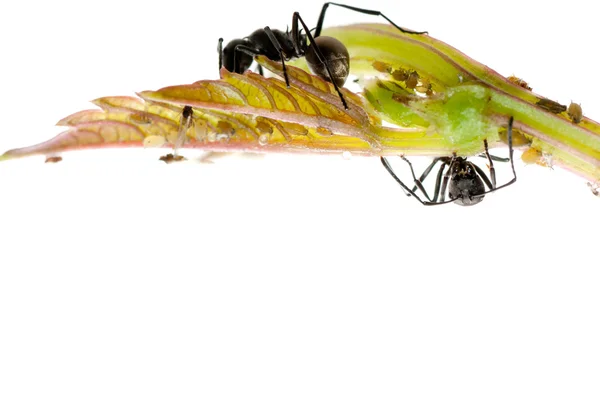Hormiga insecto — Foto de Stock