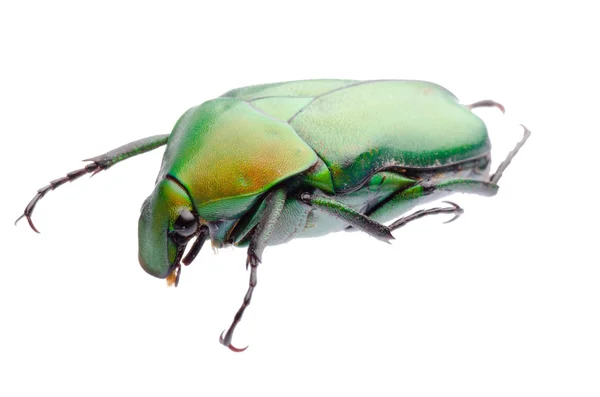 花甲虫 — 图库照片