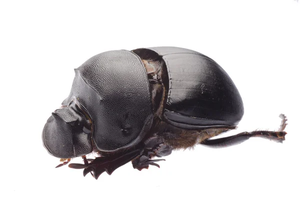 Escarabajo de la zanja —  Fotos de Stock