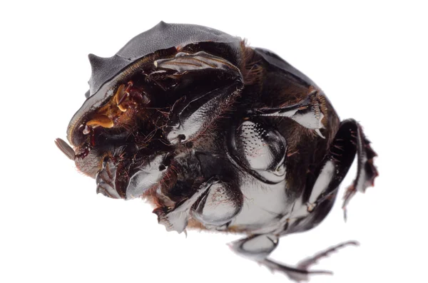딱정벌레 덩크 — 스톡 사진