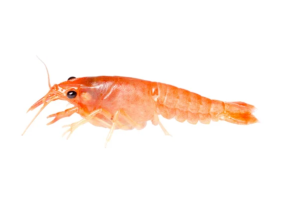Peixe-lagostim — Fotografia de Stock