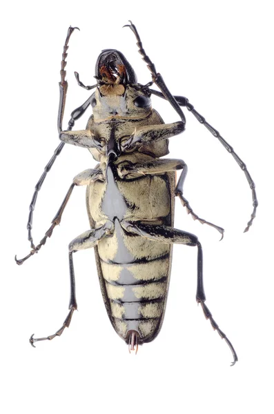 Besouro Trictenotomidae — Fotografia de Stock