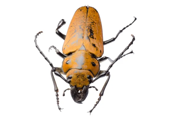 Trictenotomidae 甲虫 — ストック写真
