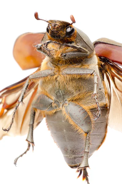 stock image Scarab may beetle