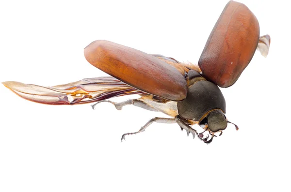 Skarabeusz maja chrząszcz — Zdjęcie stockowe