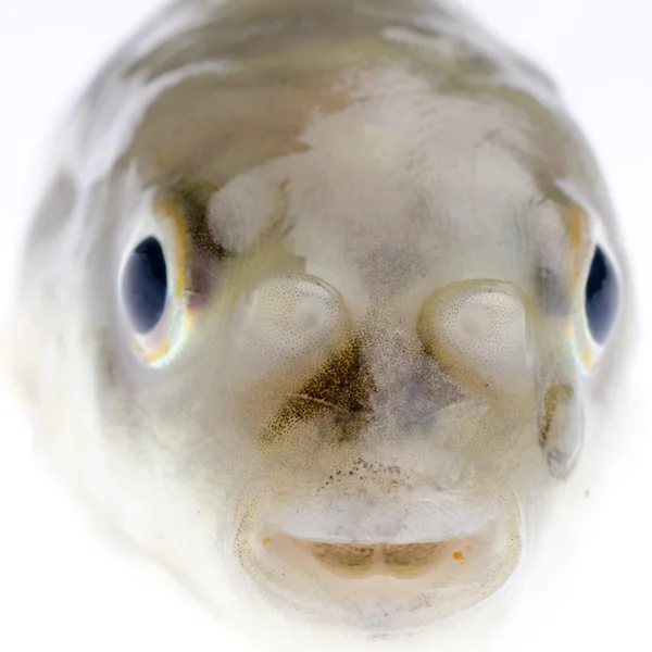 Рыба-шар — стоковое фото